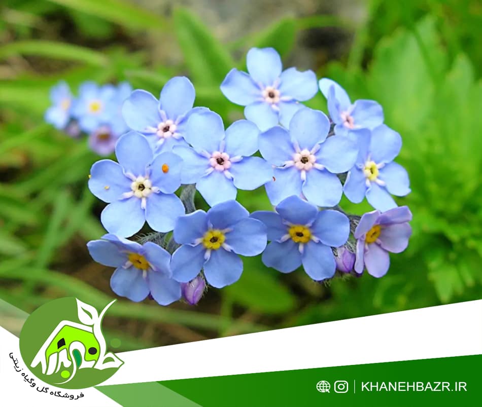 بذر گل فراموشم مکن 10عدد — تصویر ۲