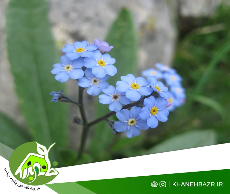 بذر گل فراموشم مکن 10عدد — تصویر ۵