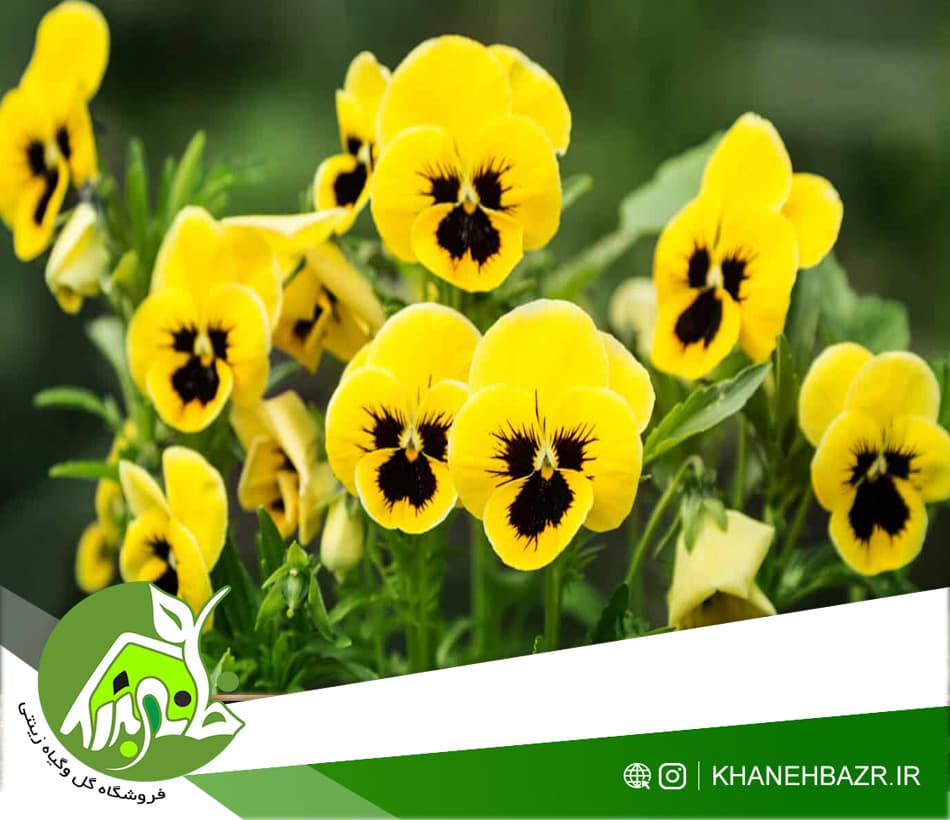 بذر بنفشه زرد خالدار ایتالیایی