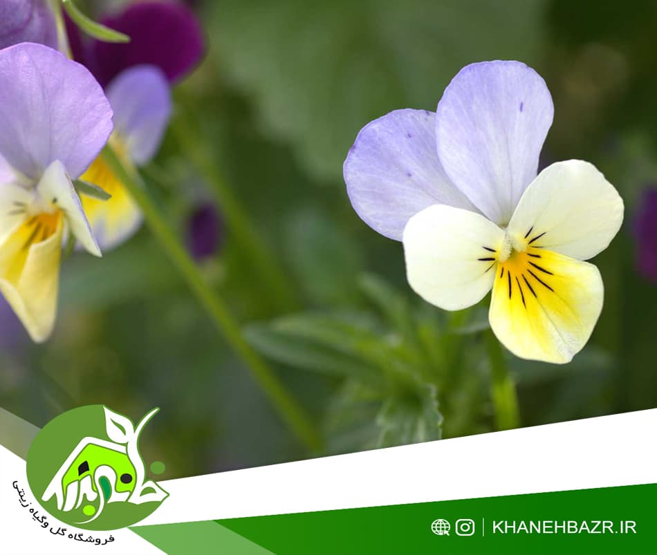 بذر گل بنفشه سفید 50 عدد — تصویر ۵