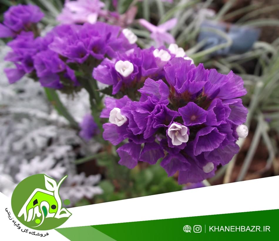 بذر استاتیس یا لیمونیوم 25عدد — تصویر ۵