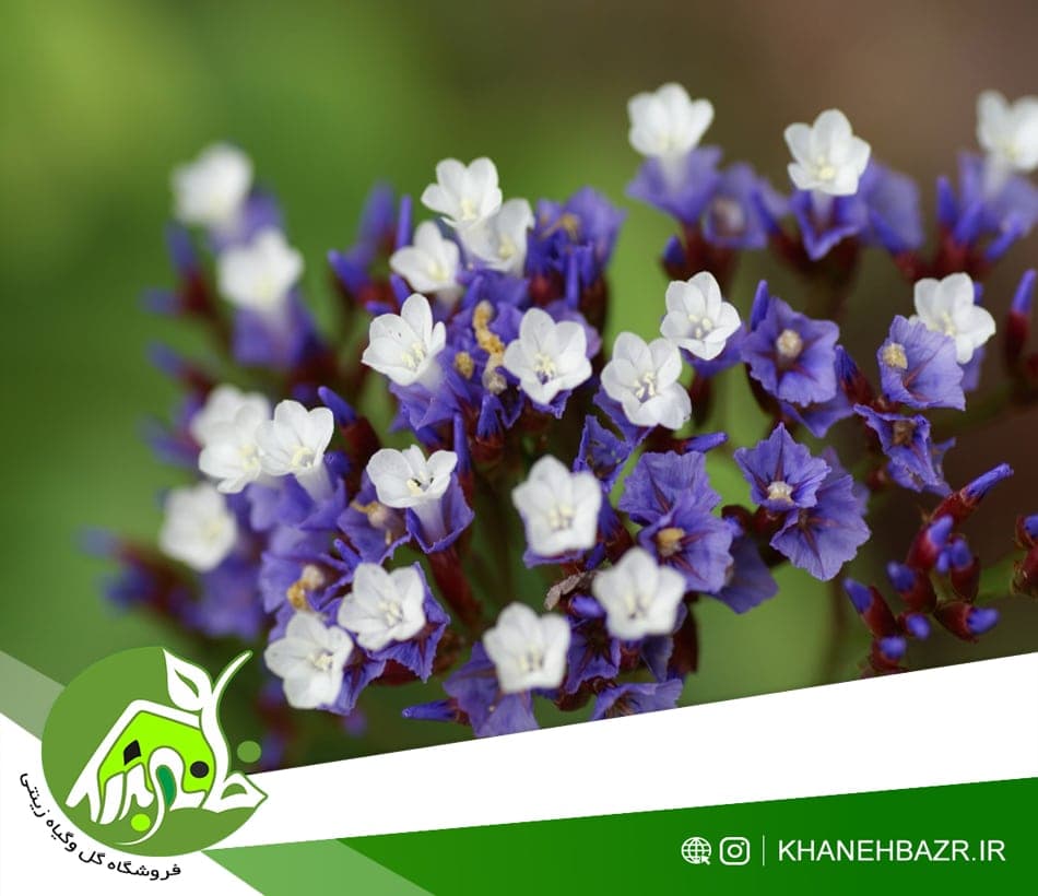 بذر استاتیس یا لیمونیوم 25عدد