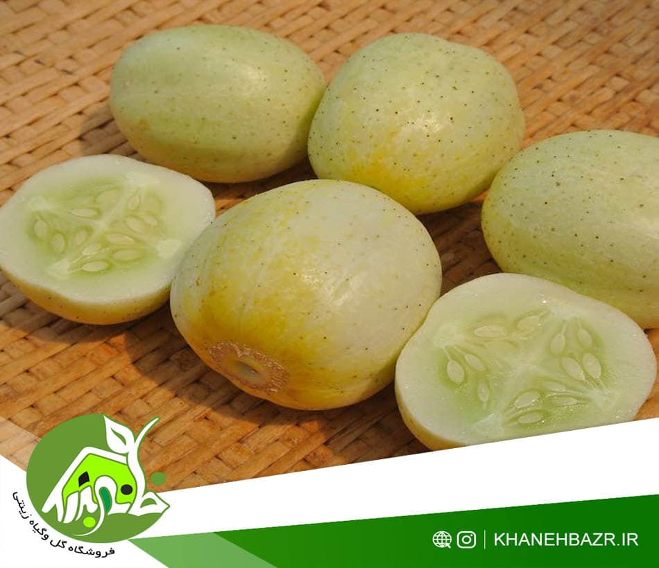بذر خیار لیمویی — تصویر ۲