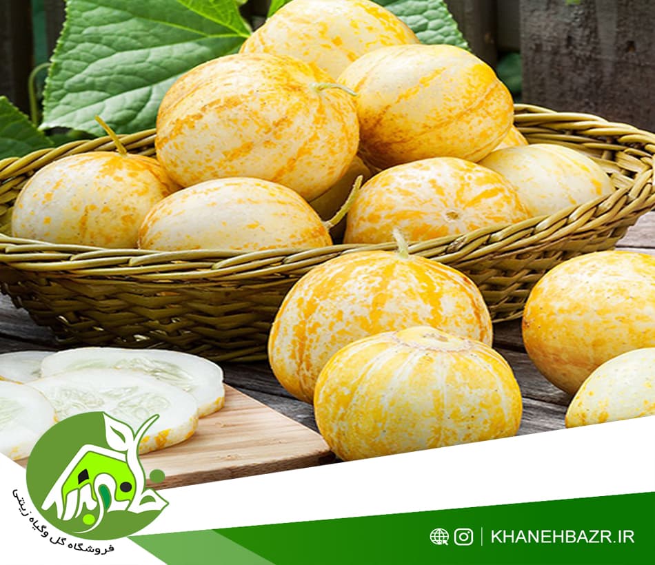 بذر خیار لیمویی