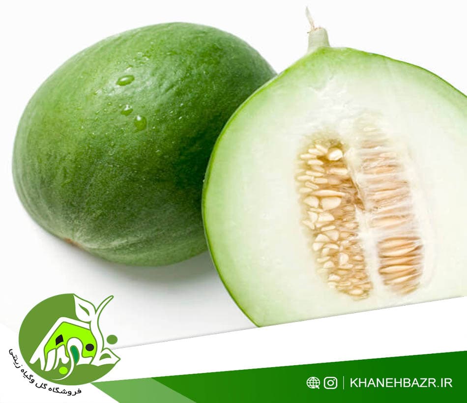 بذر خیار گرد کاروسل ایتالیایی 10 عدد — تصویر ۲