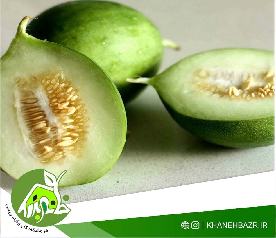 بذر خیار گرد کاروسل ایتالیایی 10 عدد