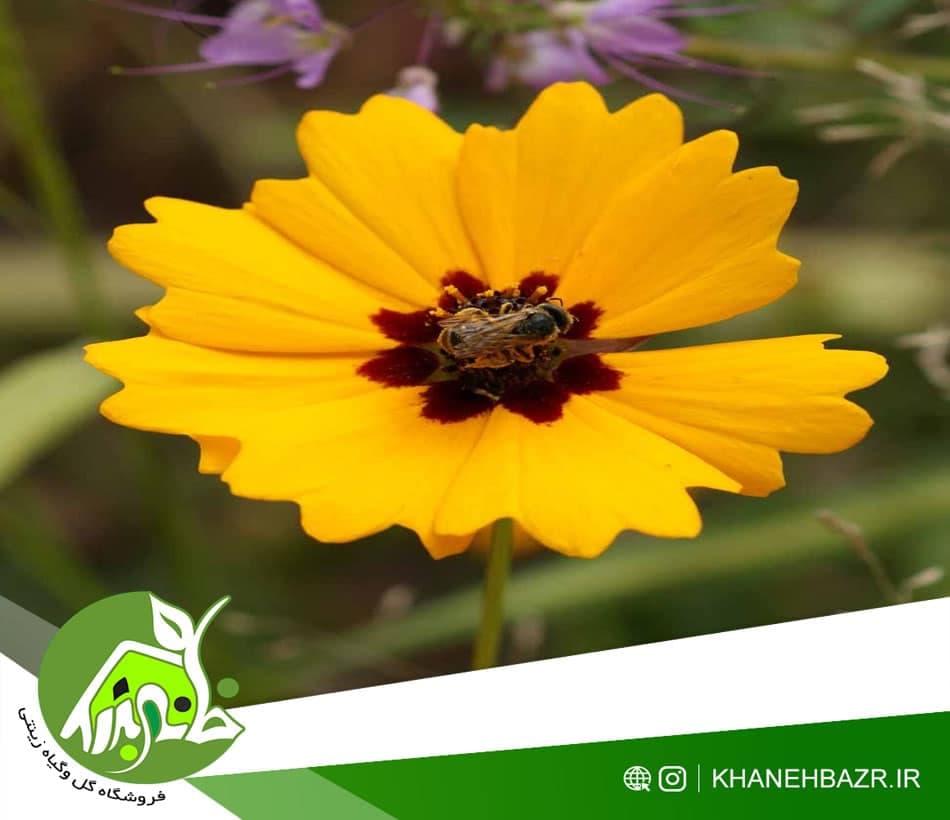 بذر گل اشرفی زرد 20عدد — تصویر ۳