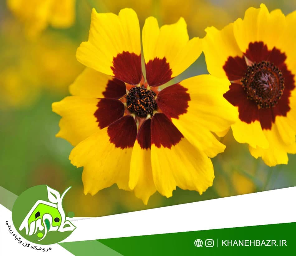 بذر گل اشرفی زرد 20عدد