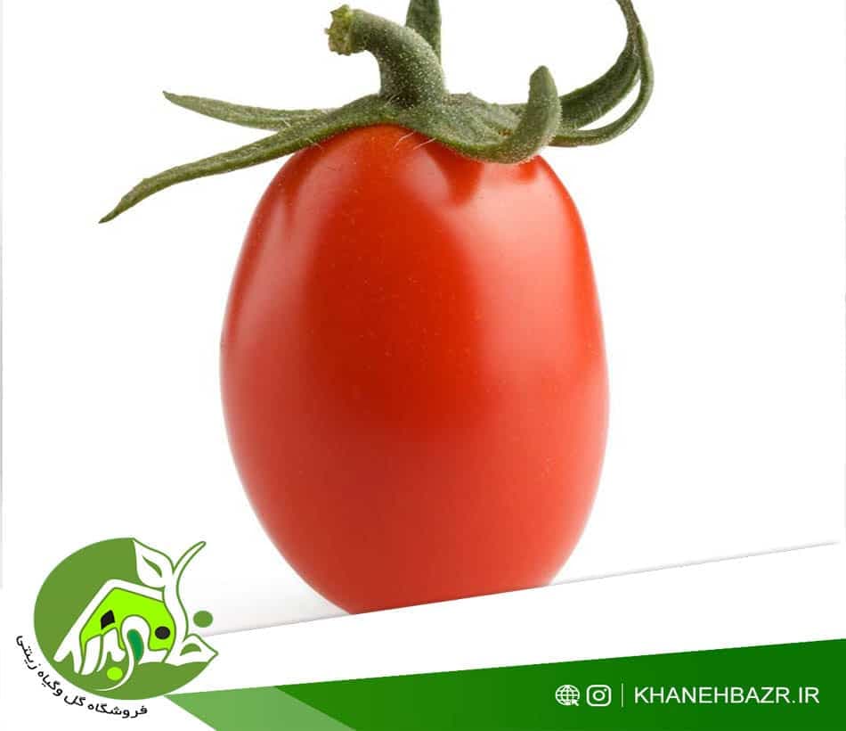 بذر گوجه فرنگی داترینو ایتالیا — تصویر ۲