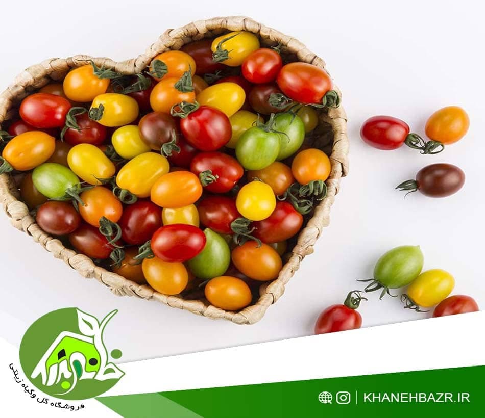 بذر گوجه چری میکس — تصویر ۲
