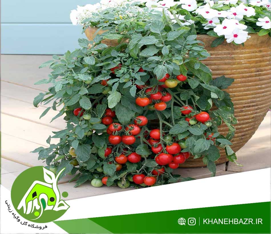 بذر گوجه فرنگی چری خوشه درشت — تصویر ۲