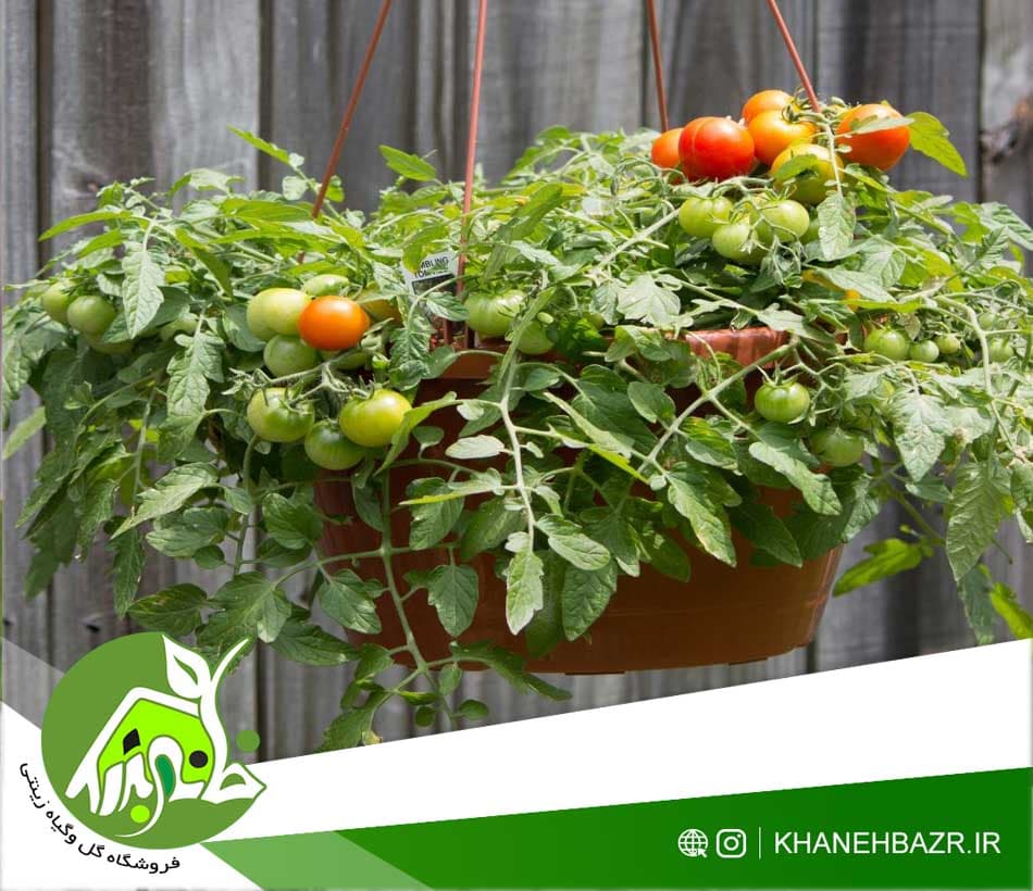 بذر گوجه فرنگی چری خوشه درشت