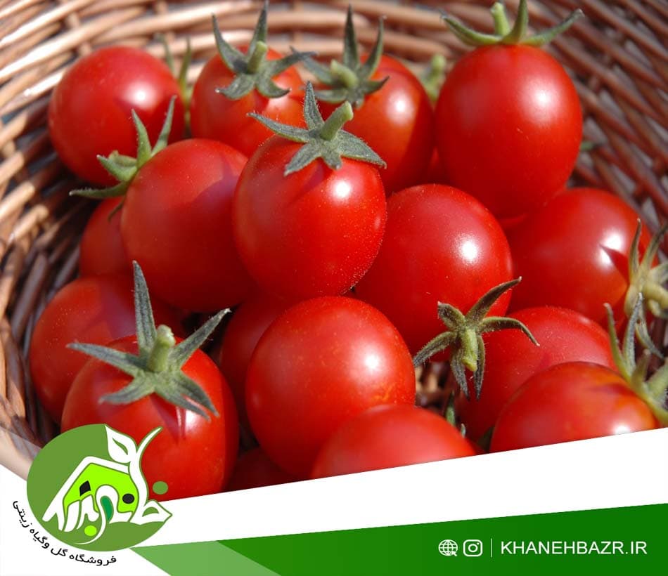 بذر گوجه فرنگی گیلاسی قرمز چری