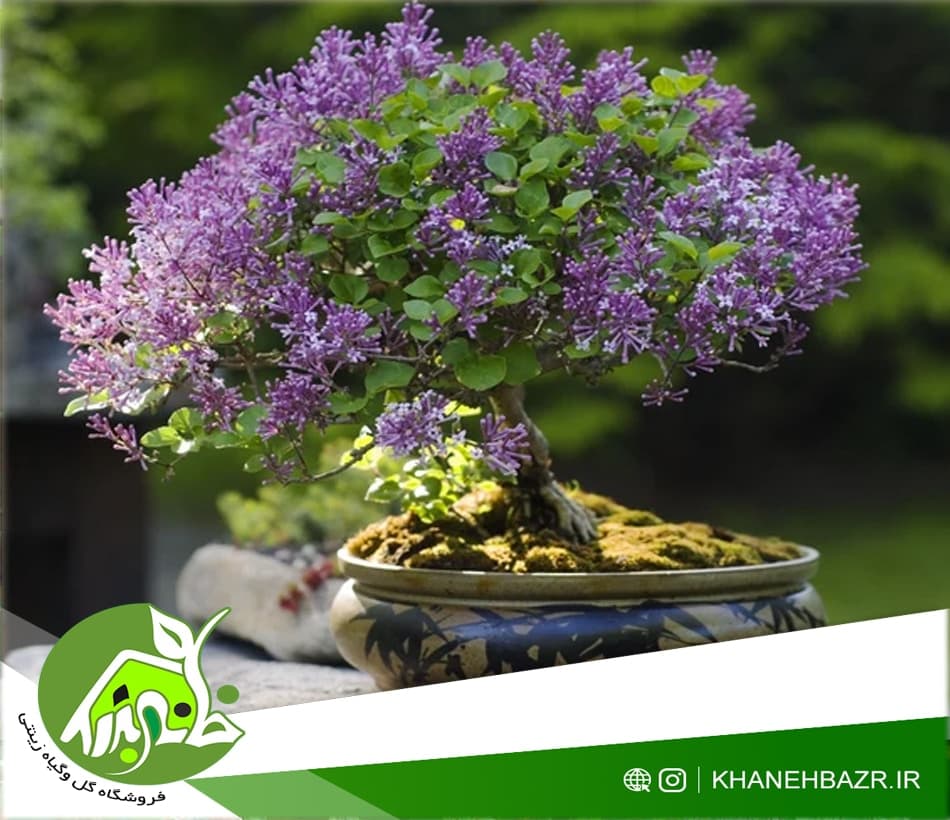 بذر درختچه پائولینای سلطنتی 5عدد