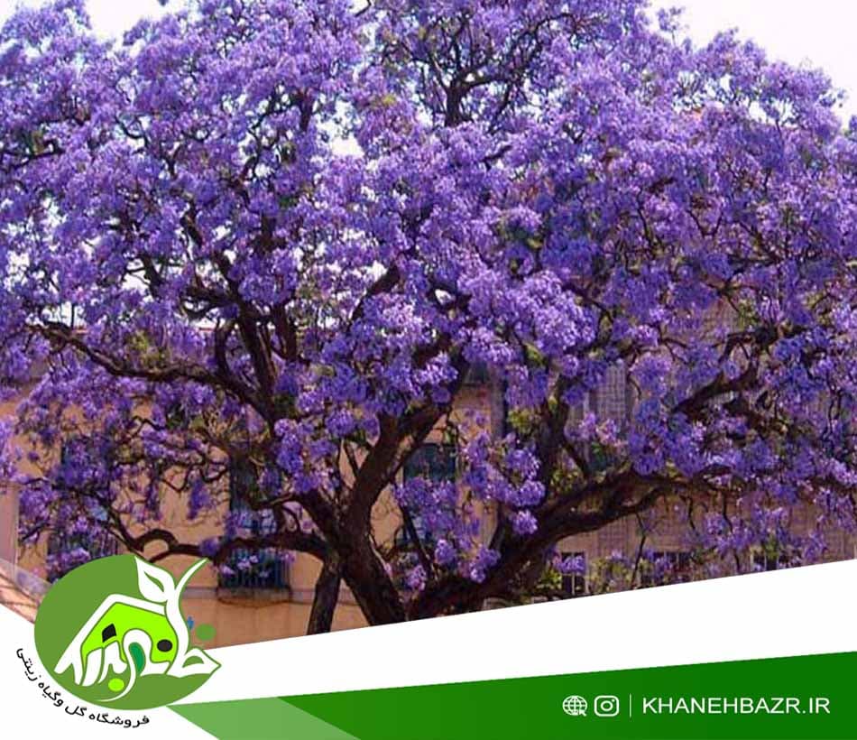 بذر درختچه پائولینای سلطنتی 5عدد — تصویر ۲