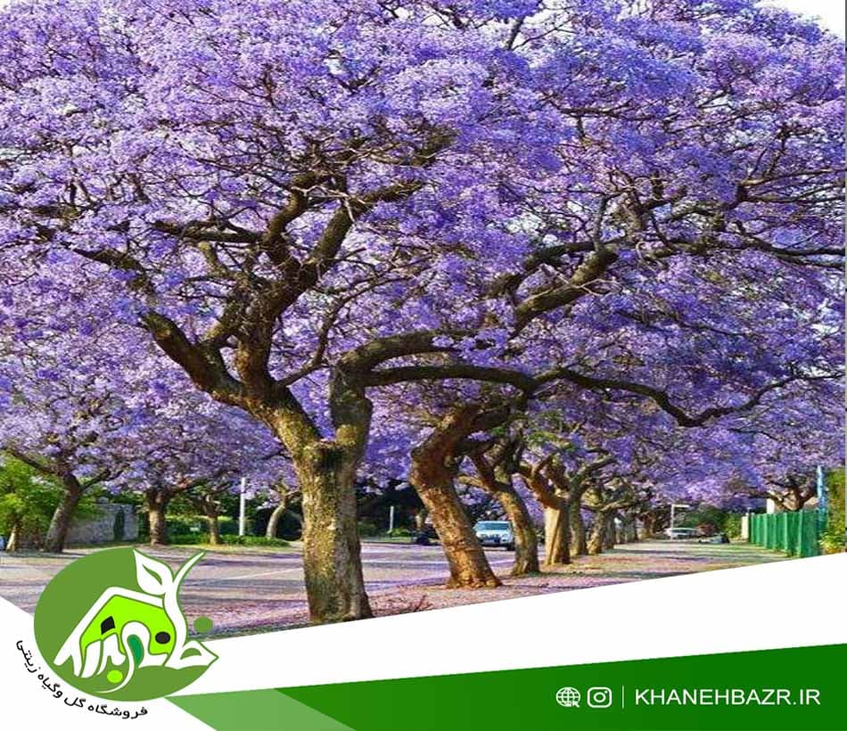 بذر درختچه پائولینای سلطنتی 5عدد — تصویر ۴