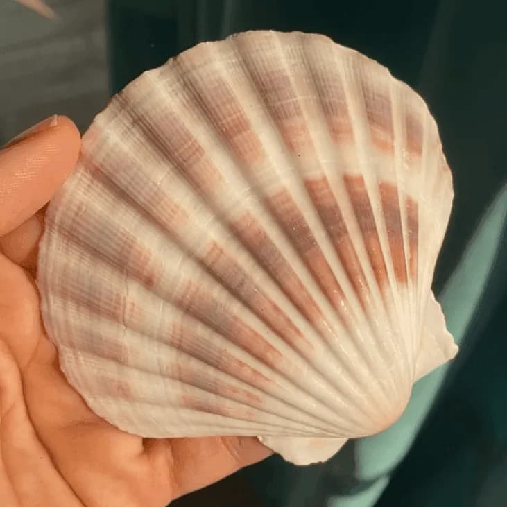 صدف برگی — تصویر ۳