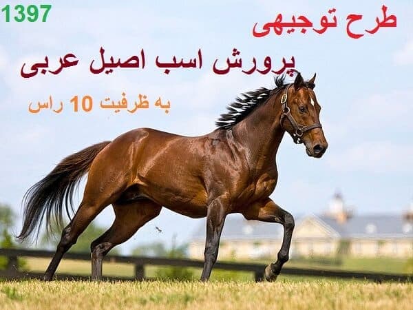 طرح توجیهی پرورش اسب عربی