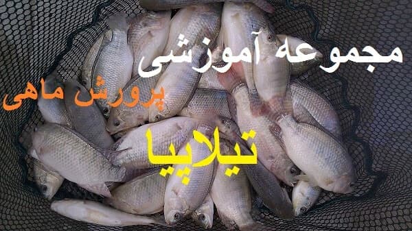 آموزش پرورش ماهی تیلاپیا به همراه طرح توجیهی و تصاویر