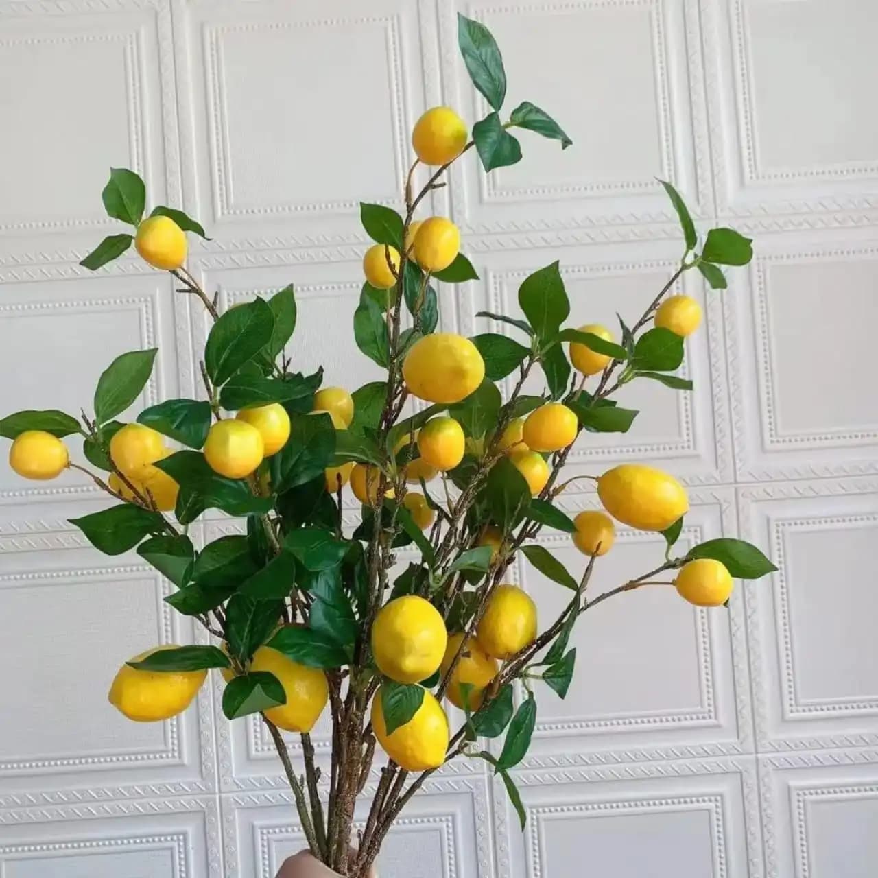 شاخه ی لیمو پینترسی — تصویر ۲