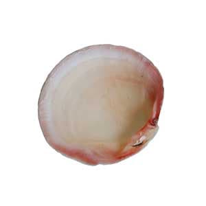صدف کفه دار سایز 95*105 میلیمتر مدل K63 — تصویر ۲