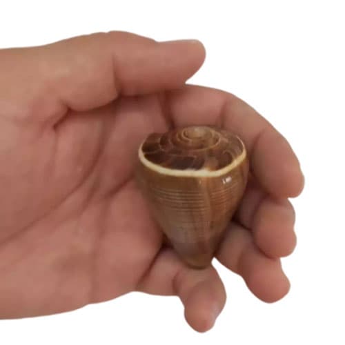 صدف حلزونی سایز 15*37*60 میلیمتر مدل T27 — تصویر ۲