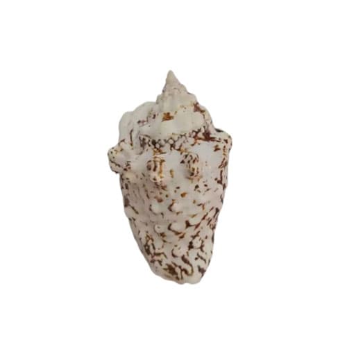صدف حلزونی سایز 20*25*70 میلیمتر مدل K56