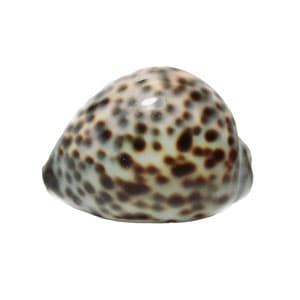 صدف حلزونی سایز 20*50*70 میلیمتر مدل P231