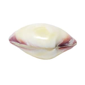 صدف دو کفه ای سایز 75*80 میلیمتر مدل M600