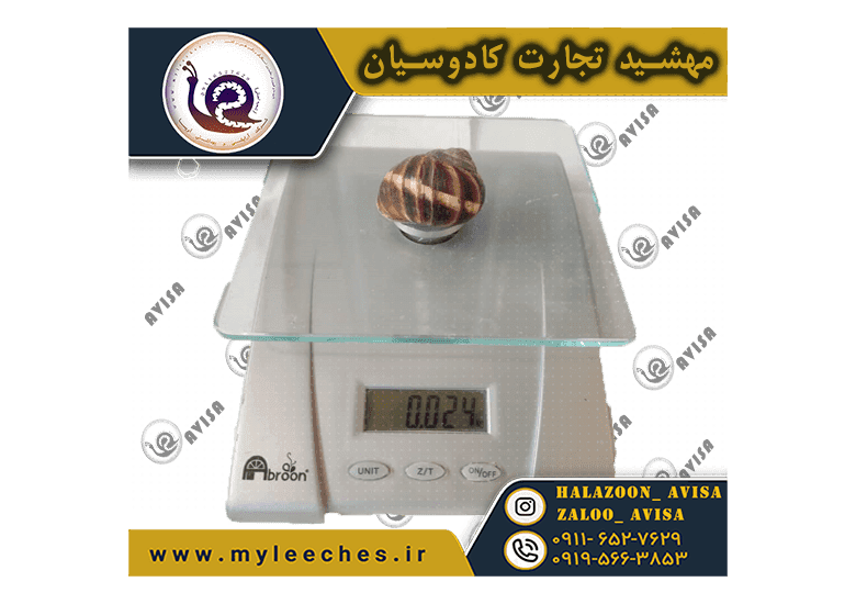 حلزون اسکارگو 100 عدد — تصویر ۲