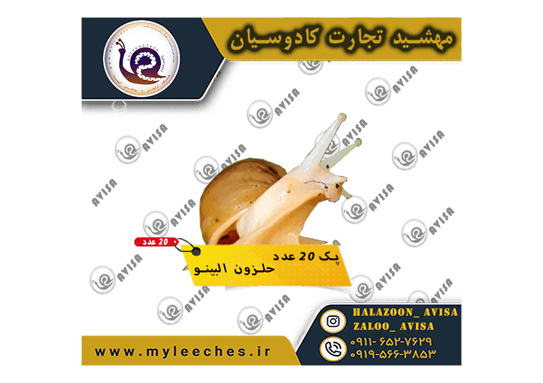 پک 20 عدد حلزون اچاتینا البینو | 1000 گرم مکمل + 1000 گرم کلسیم + 2 کیلو خاک تخصصی