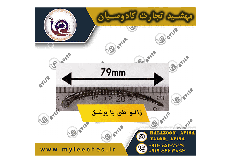 زالو طبی پک 5 تایی تحویل درب منزل — تصویر ۷