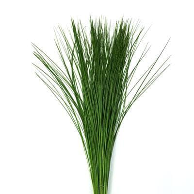 گیاه تثبیت شده بیرگرس (Beargrass)