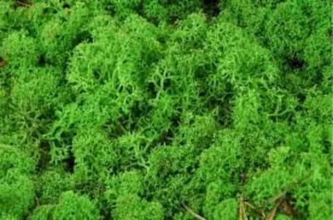 خزه ریندر (Reindeer Moss)