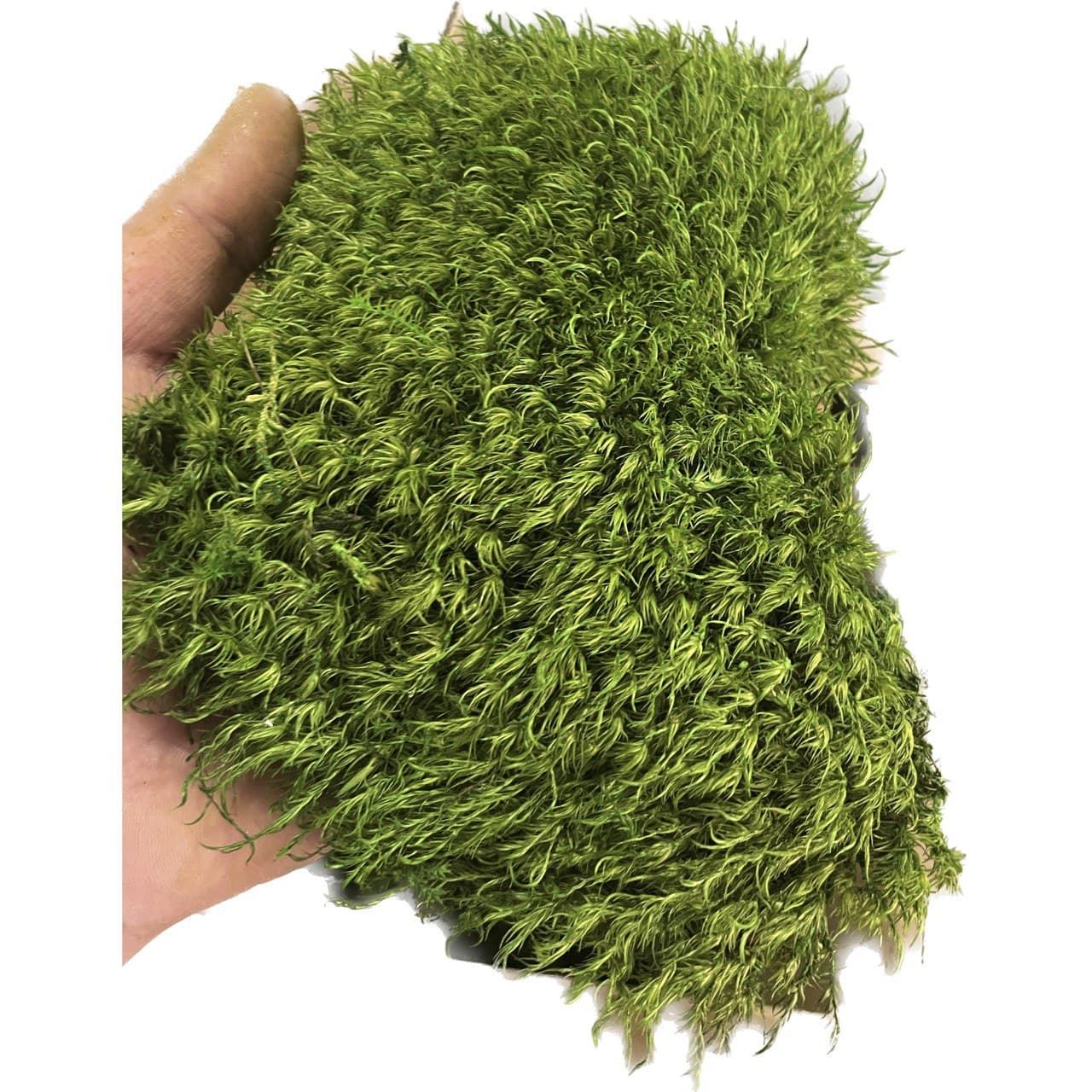 مود ماس تثبیت شده (Hair/Mood Moss) — تصویر ۲
