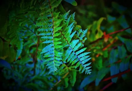 بیبی بلو تثبیت شده (Baby Blue) — تصویر ۲