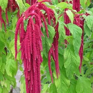 آمارانتوس (amaranthus) — تصویر ۲