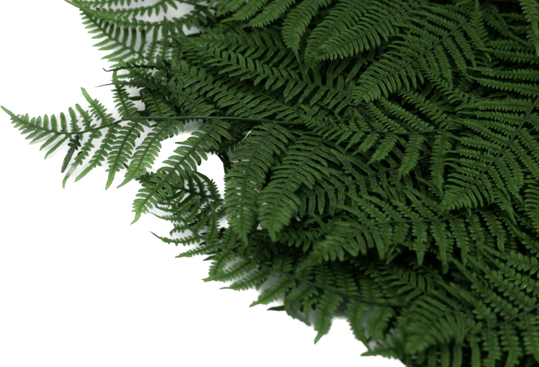 سرخس وود فرن تثبیت شده (wood fern)