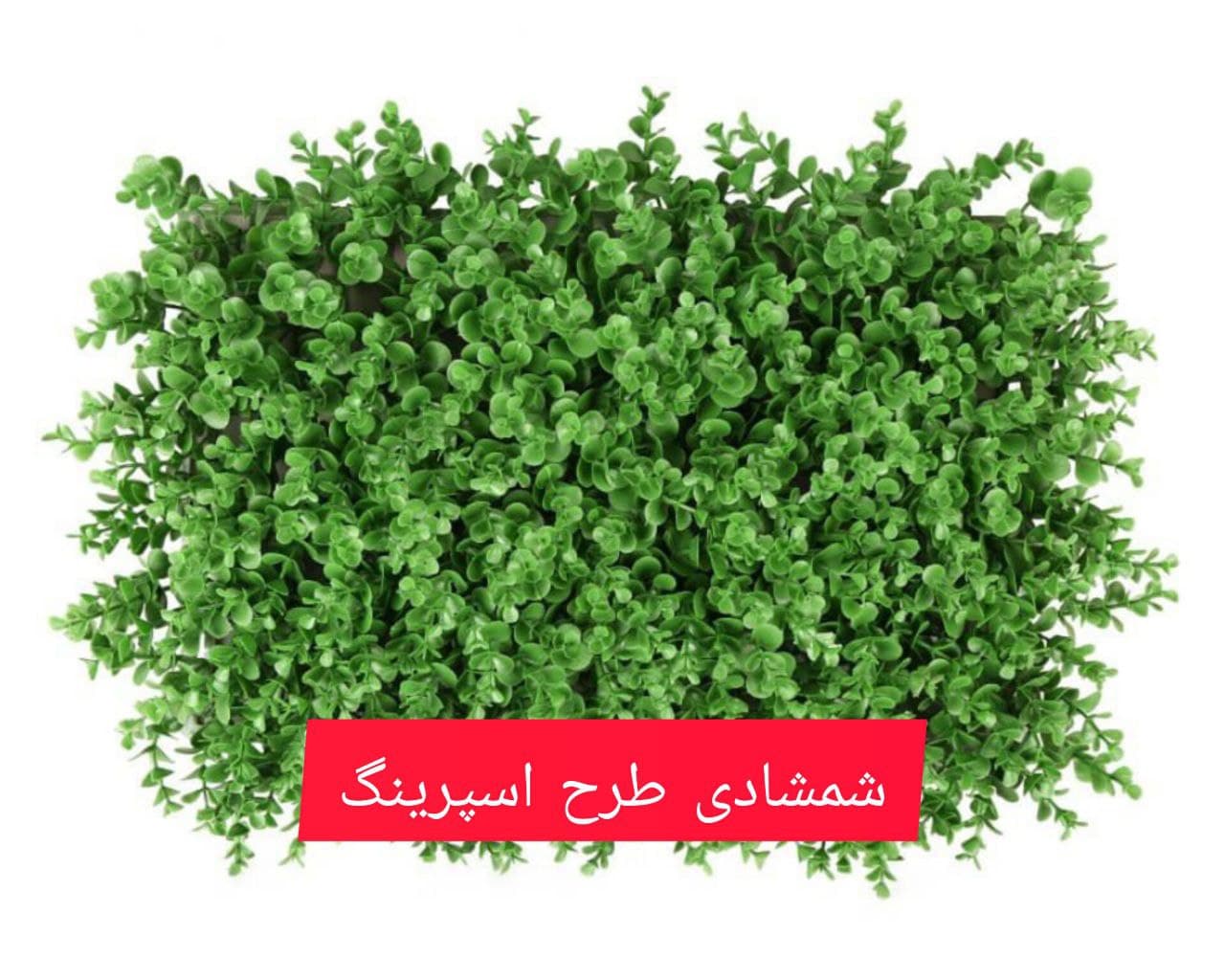 گرین وال شمشادی طرح اسپرینگ