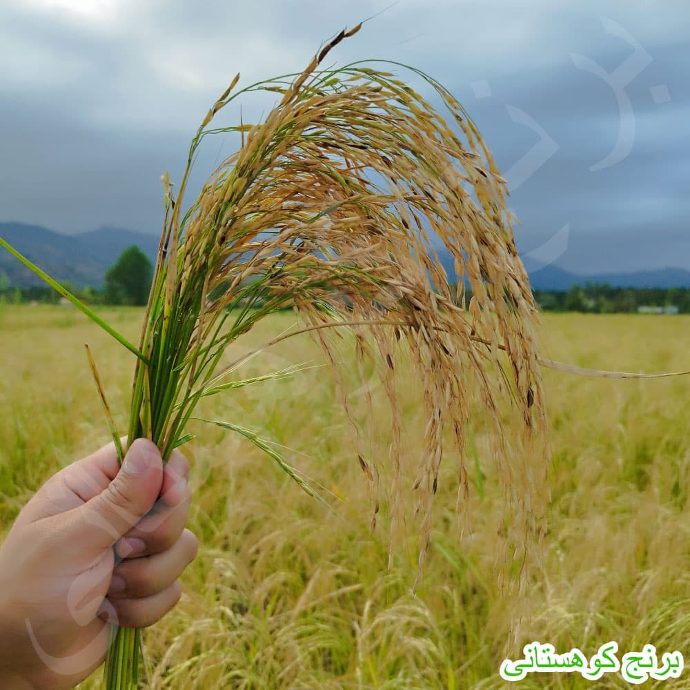 برنج ریزه هاشمی 10 کیلویی — تصویر ۲