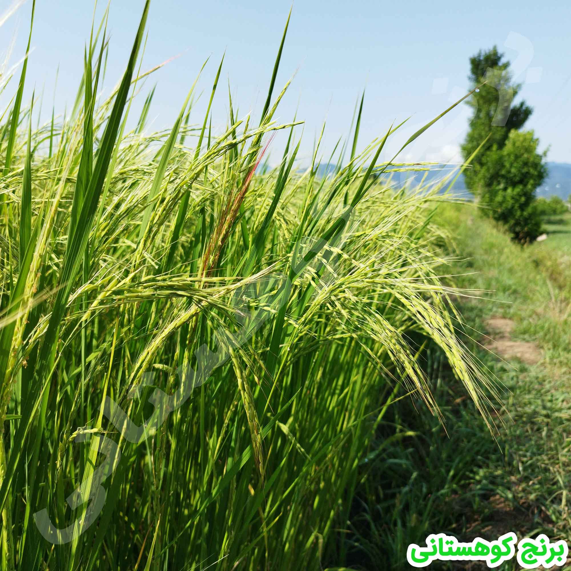 برنج لاشه هاشمی درجه یک 10 کیلویی — تصویر ۲
