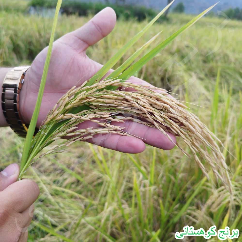 برنج فجر 20 کیلویی الک یک ممتاز — تصویر ۲