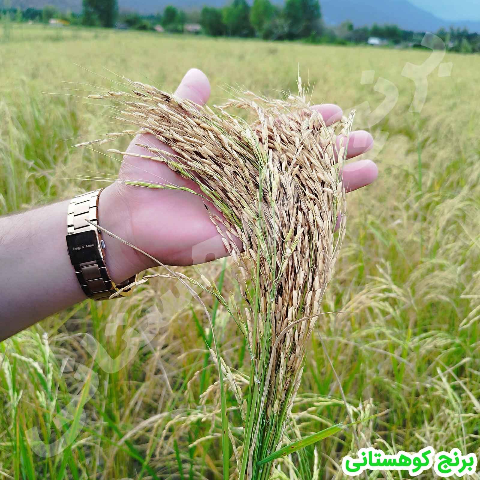 برنج هاشمی 20 کیلویی الک سه — تصویر ۲