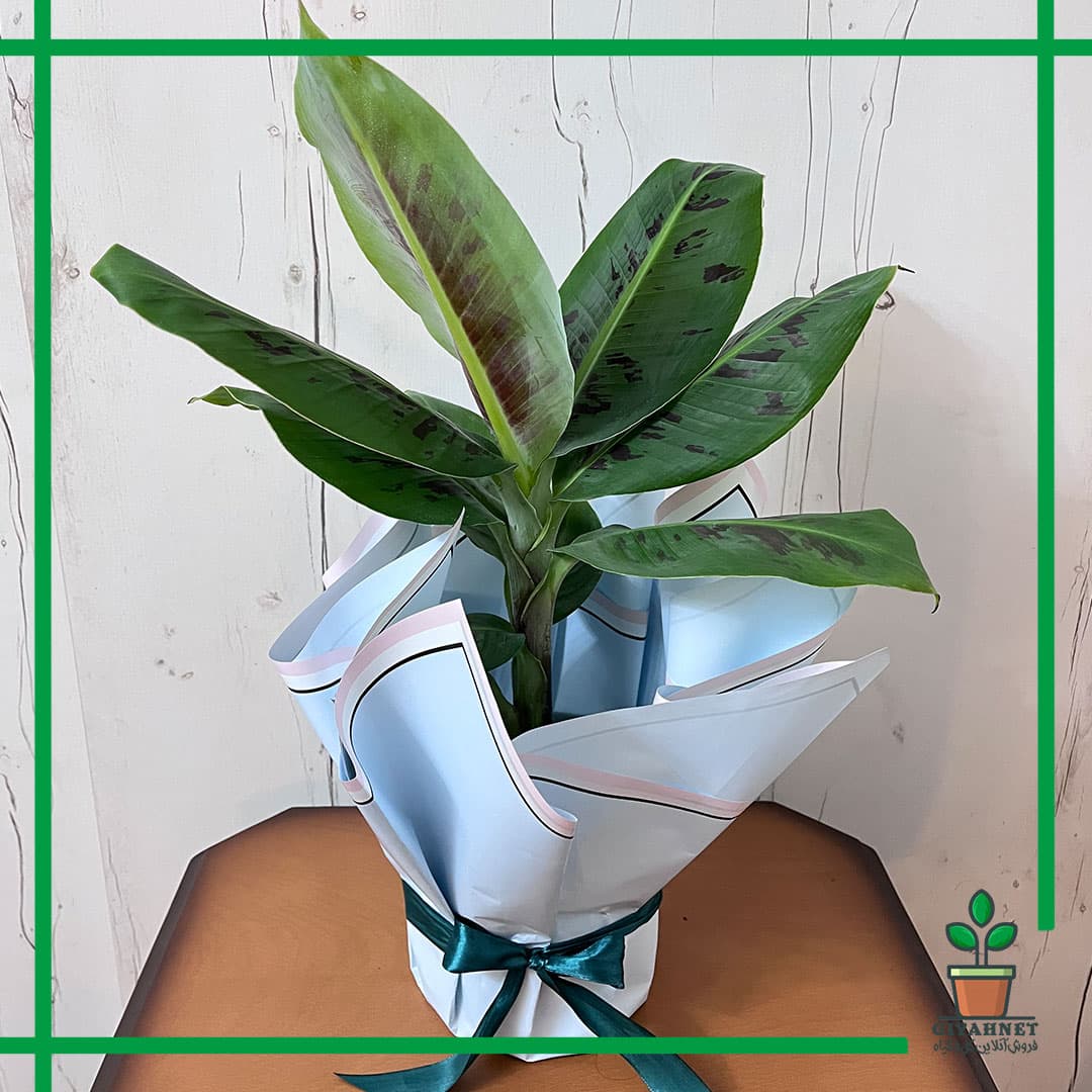 درخت موز هدیه ای خاص