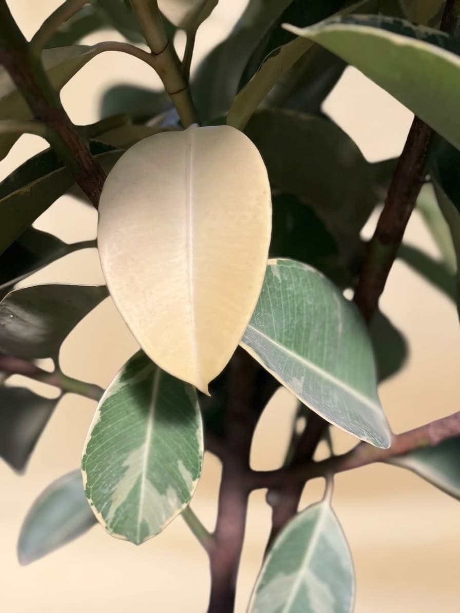 فیکوس ابلق — تصویر ۵