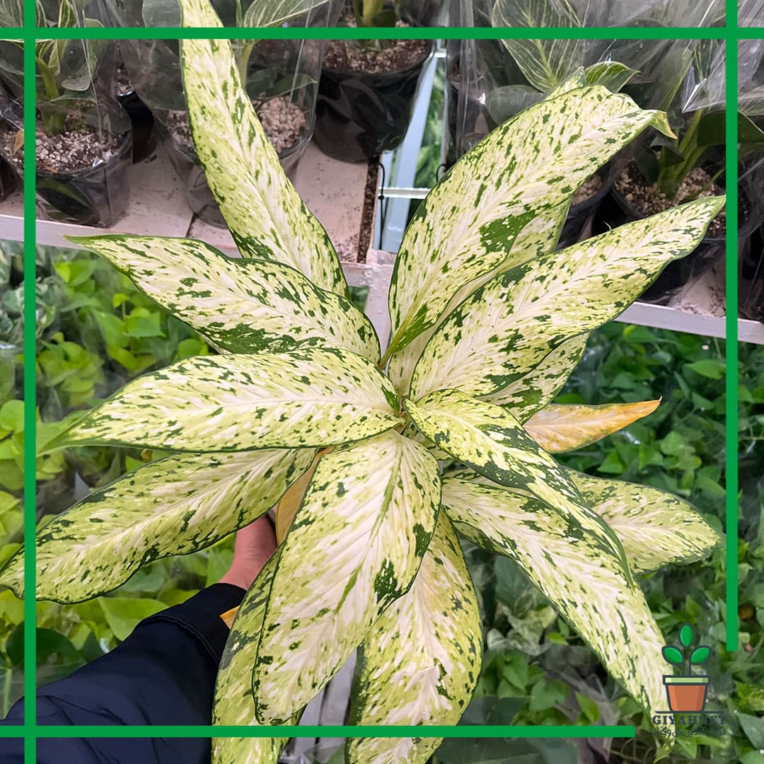 دیفن باخیا ستاره ای — تصویر ۲
