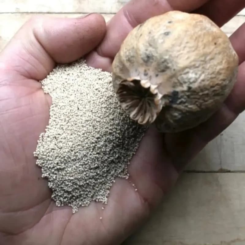 تخم (بذر) خشخاش 100 گرم