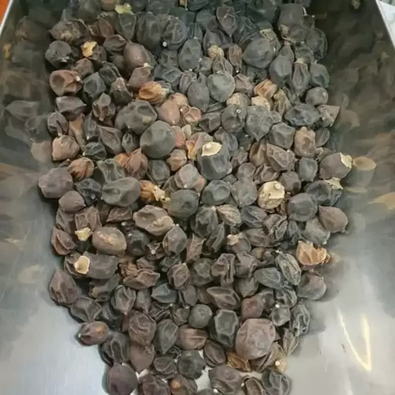 سپستان ریز 200 گرم