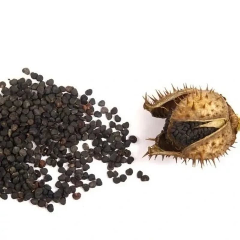 تاتوره 90 گرم