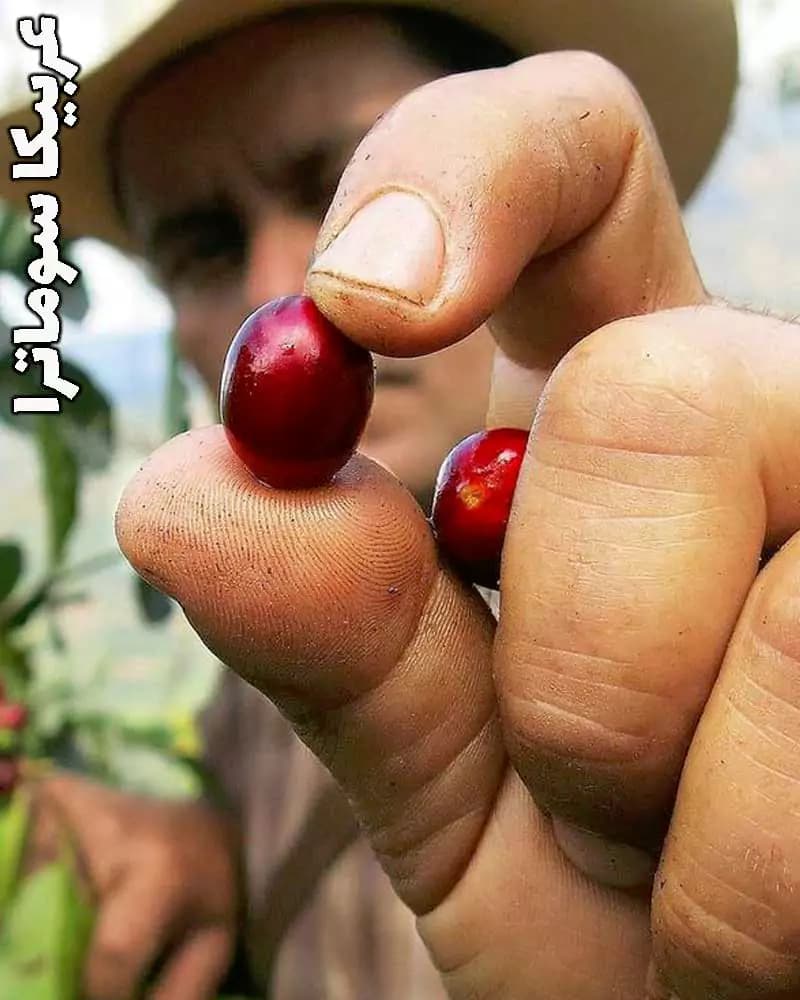 قهوه سوماترا تازه برشت مدیوم